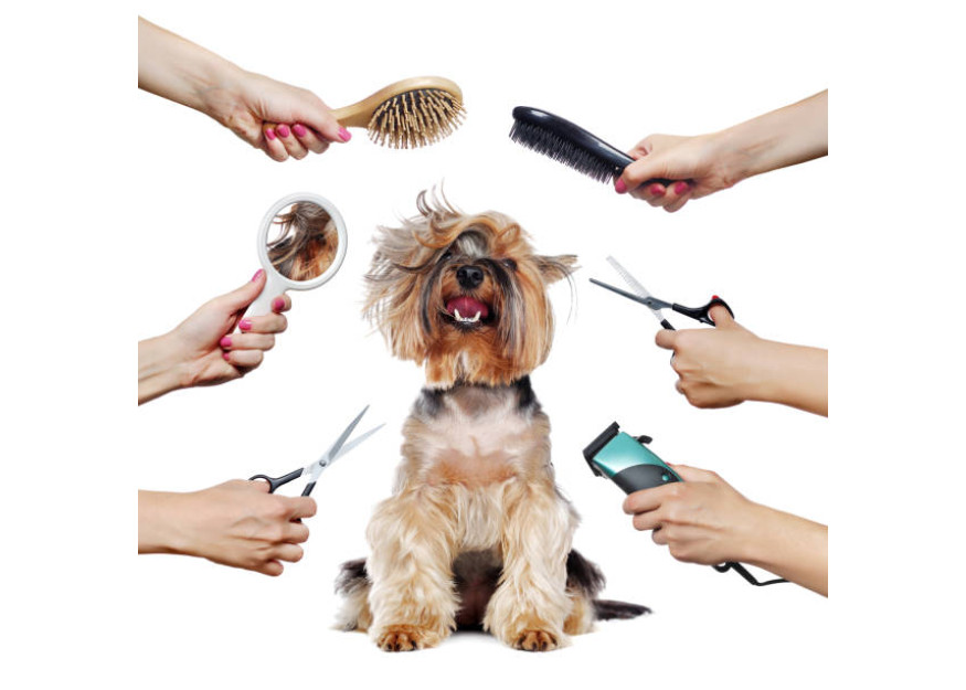 4 Reasons to Be Addicted to Importance of Pet Grooming